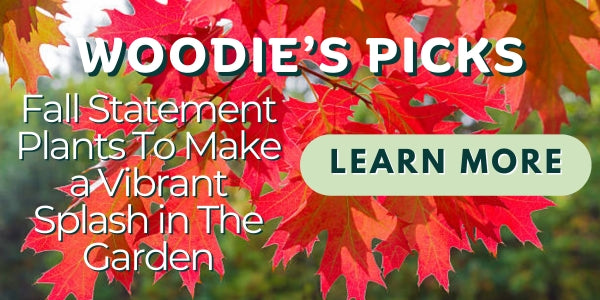Woodie’s Picks: Fall Statement Plants To Make a Vibrant Splash in The Garden