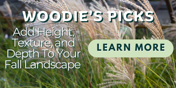 Woodie’s Picks: Add Height, Texture, and Depth To Your Fall Landscape With These Planting Favorites