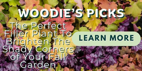 Woodie’s Picks: Heuchera–The Perfect Filler Plant To Brighten The Shady Corners of Your Fall Garden