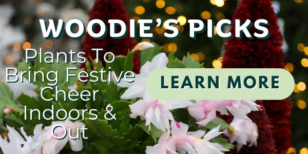 Woodie’s Picks: Plants To Bring Festive Cheer Indoors & Out This Holiday Season
