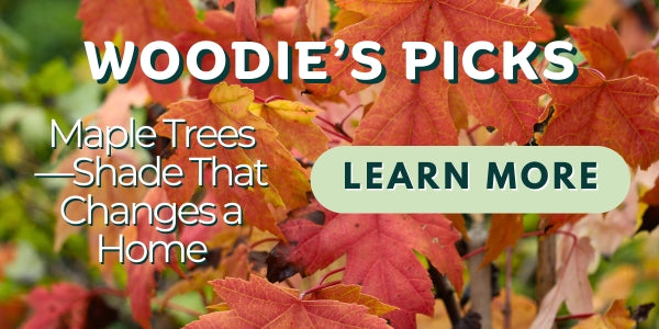 Woodie’s Picks: Maple Trees—Shade That Changes a Home