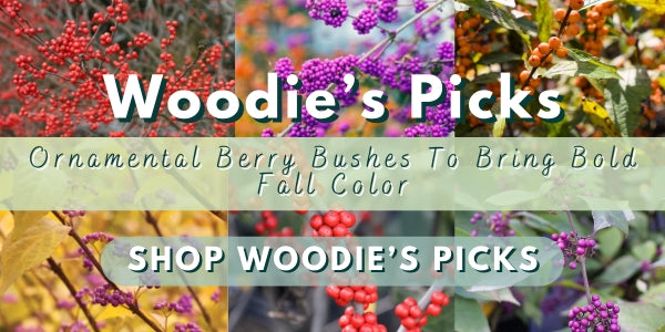 Woodie's Picks: Ornamental Berry Bushes To Bring Bold Fall Color