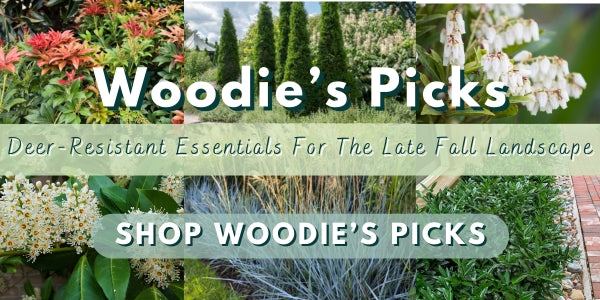 Woodie’s Picks: Deer-Resistant Essentials For The Late Fall Landscape