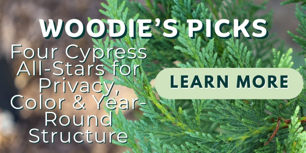 Woodie's Picks: Four Cypress All-Stars for Privacy, Color & Year-Round Structure