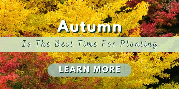 Autumn Is The Best Time For Planting...Learn Why!