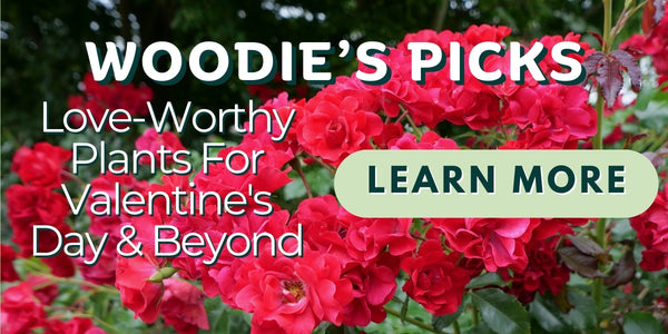 Woodie's Picks: Love-Worthy Plants For Valentine's Day & Beyond