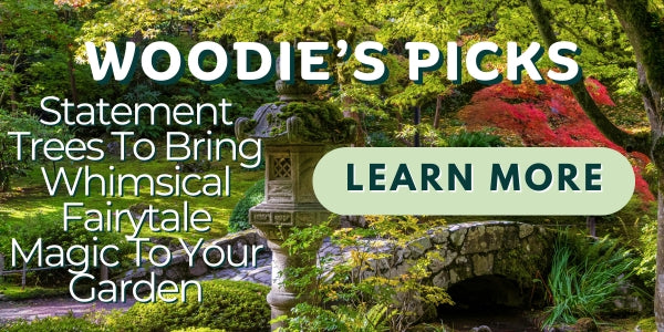 Woodie’s Picks: Statement Trees To Bring Whimsical Fairytale Magic To Your Garden