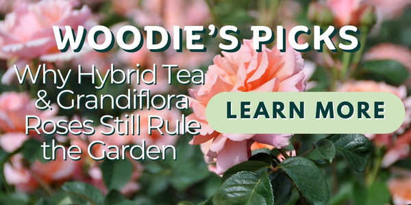 Woodie's Picks: Why Hybrid Tea & Grandiflora Roses Still Rule the Garden (and the Vase)