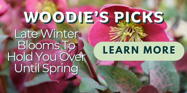 Woodie’s Picks: Late Winter Blooms To Hold You Over Until Spring