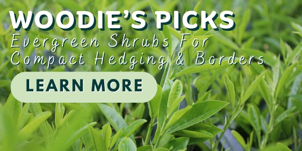 Woodie’s Picks: Evergreen Shrubs For Compact Hedging & Borders