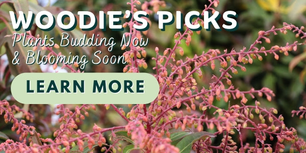 Woodie’s Picks: Plants Budding Now & Blooming Soon