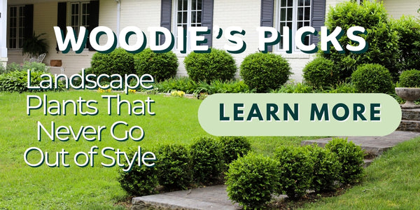 Woodie’s Picks: Landscape Plants That Never Go Out of Style