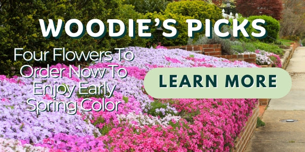 Woodie’s Picks: Four Flowers To Order Now To Enjoy Early Spring Color