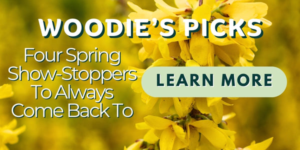 Woodie’s Picks: Four Spring Show-Stoppers To Always Come Back To