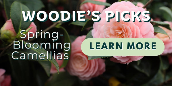 Woodie’s Picks: Spring-Blooming Camellias — When the Garden Speaks of Spring