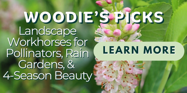 Woodie’s Picks: Four Landscape Workhorses for Pollinators, Rain Gardens, and Four-Season Beauty