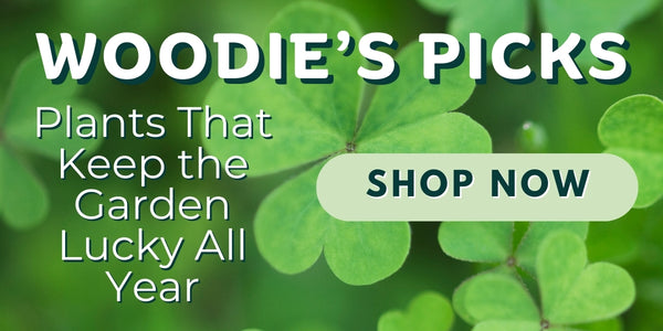 Woodie’s Picks: Plants That Keep the Garden Lucky All Year