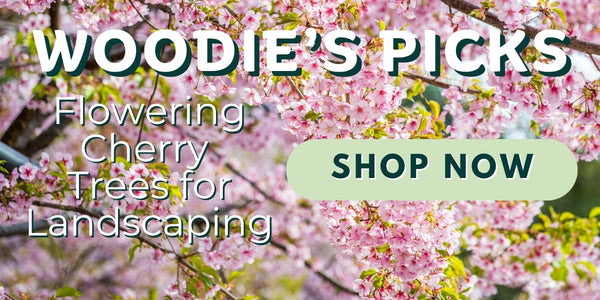 Woodie’s Picks: Flowering Cherry Trees for Landscaping: Design Tips & Ideas