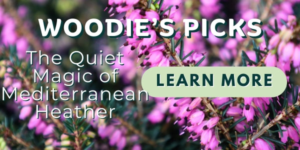 Woodie’s Picks: Everything to Know About the Quiet Winter Magic of Mediterranean Heather