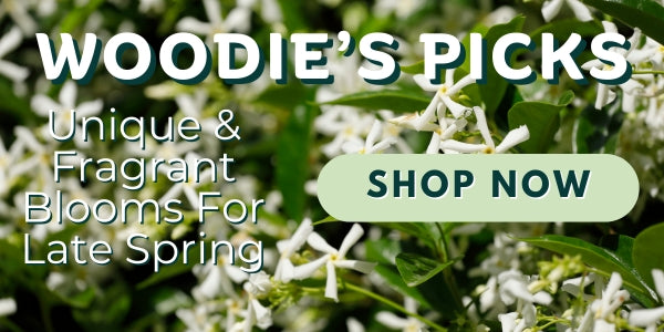 Woodie’s Picks: Unique & Fragrant Blooms For Late Spring