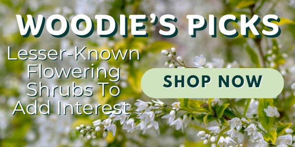 Woodie’s Picks: Lesser-Known Flowering Shrubs To Add Interest In The Early Summer Landscape