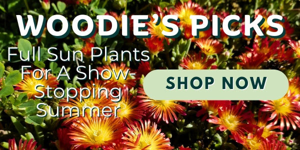 Woodie’s Picks: Full Sun Plants For A Showstopping Summer
