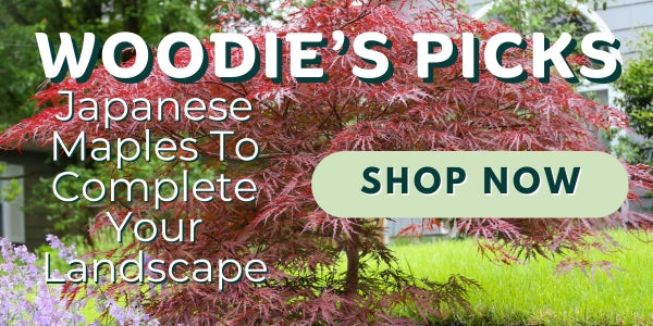 Woodie’s Picks: Japanese Maples To Complete Your Landscape