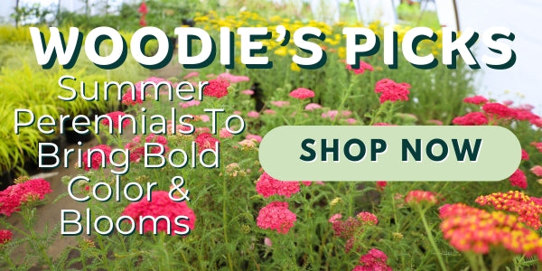 Woodie’s Picks: Summer Perennials To Bring Bold Color & Blooms To Your Landscape