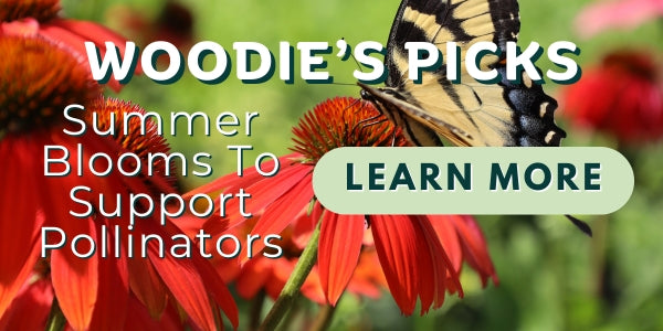Woodie’s Picks: Summer Blooms To Support Pollinators