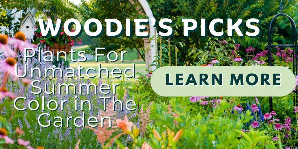 Woodie’s Picks: Plants For Unmatched Summer Color in The Garden