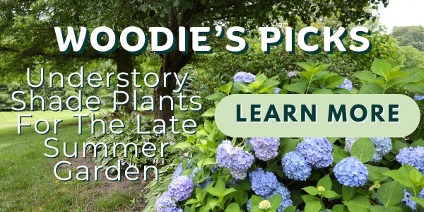 Woodie’s Picks: Understory Shade Plants For Texture and Interest in The Late Summer Garden