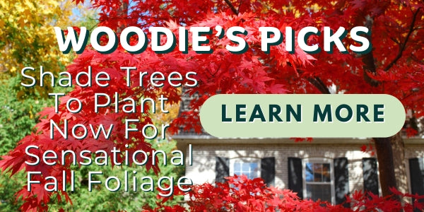 Woodie’s Picks: Statement Shade Trees To Plant Now For Sensational Fall Foliage