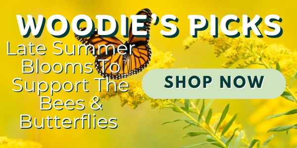 Woodie’s Picks: Late Summer Blooms To Support The Bees & Butterflies
