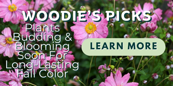 Woodie’s Picks: Plants Budding and Blooming Now For Long-Lasting and Fresh Fall Color