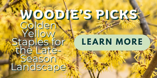 Woodie’s Picks: Golden Yellow Staples for the Late-Season Landscape
