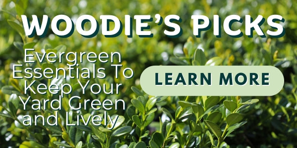 Woodie’s Picks: Evergreen Essentials To Keep Your Yard Green and Lively Amidst The Season Change