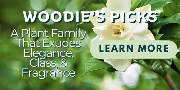 Woodie’s Picks: A Plant Family That Exudes Elegance, Class, and Fragrance–Gardenias