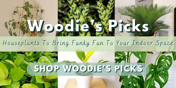 Woodie’s Picks: Four Houseplants To Bring Funky Fun To Your Indoor Space