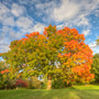 mature sugar maple tree making the transition from spring to fall