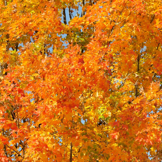 close up view of vibrant orange leaves of sugar maple tree