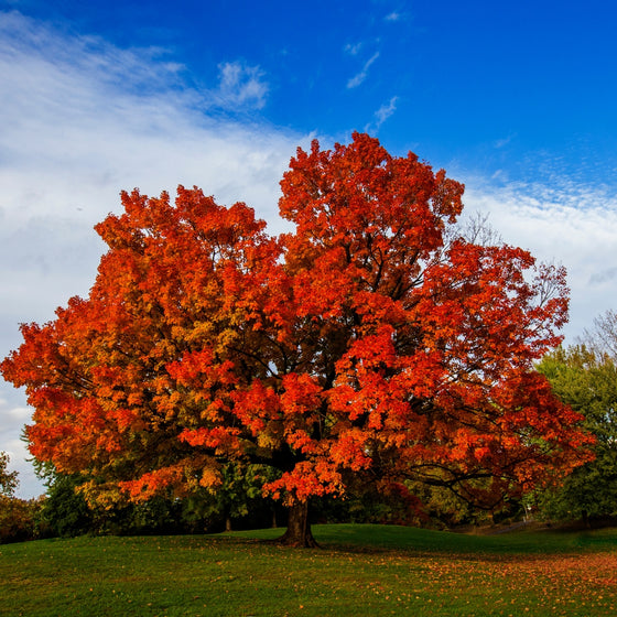 large mature sugar maple tree in fall