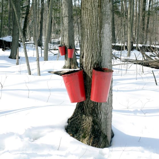 maple syrup taps used to harvest maple syrup from the sugar maple tree