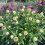 A close-up of a green leafy plant with many small round cream-colored flowers blooming in a garden, with blurred pink flowers in the background.