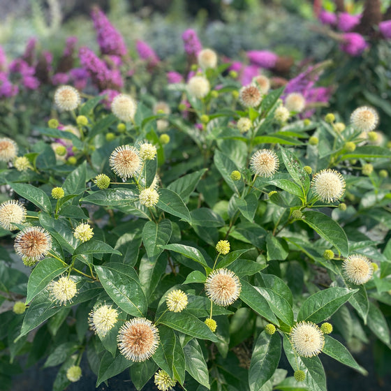 A close-up of a green leafy plant with many small round cream-colored flowers blooming in a garden, with blurred pink flowers in the background.