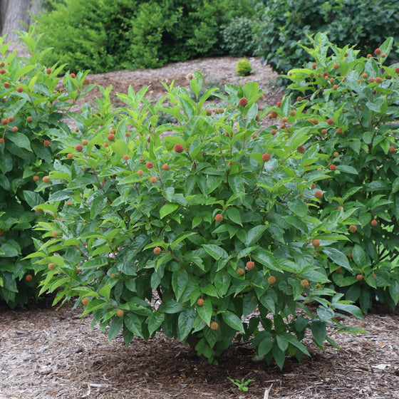 Three leafy green shrubs with small reddish-brown fruit buds, planted in a garden bed on a mulch-covered ground with grass and trees in the background.