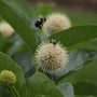 Close-up of a green leafy plant with round pale flowers and two bees, one resting on a flower and one flying nearby, against a blurred green background.