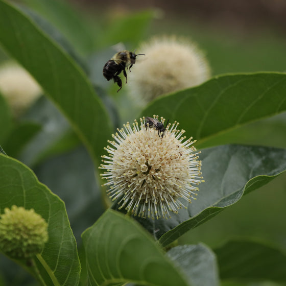 Close-up of a green leafy plant with round pale flowers and two bees, one resting on a flower and one flying nearby, against a blurred green background.