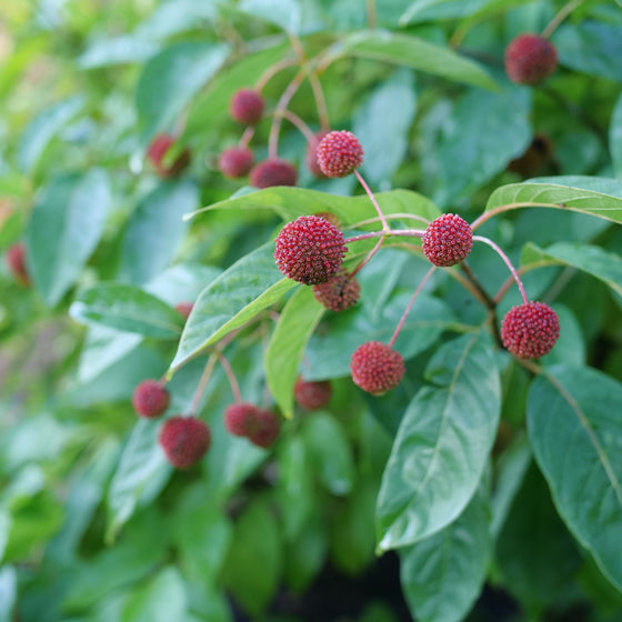 Close-up of green leaves and small round reddish-brown berries on a plant, photographed outdoors with a softly blurred natural background.