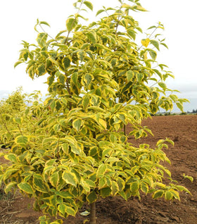 Summer Gold Dogwood Tree
