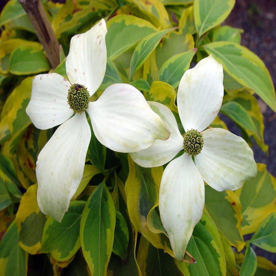 The white flowers of the spring flowering Summer Gold Dogwood